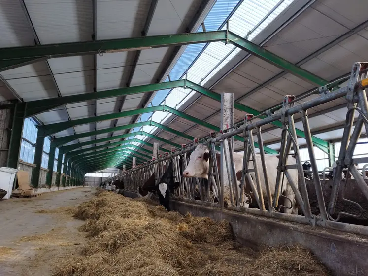 vache laitière dans bâtiment acier