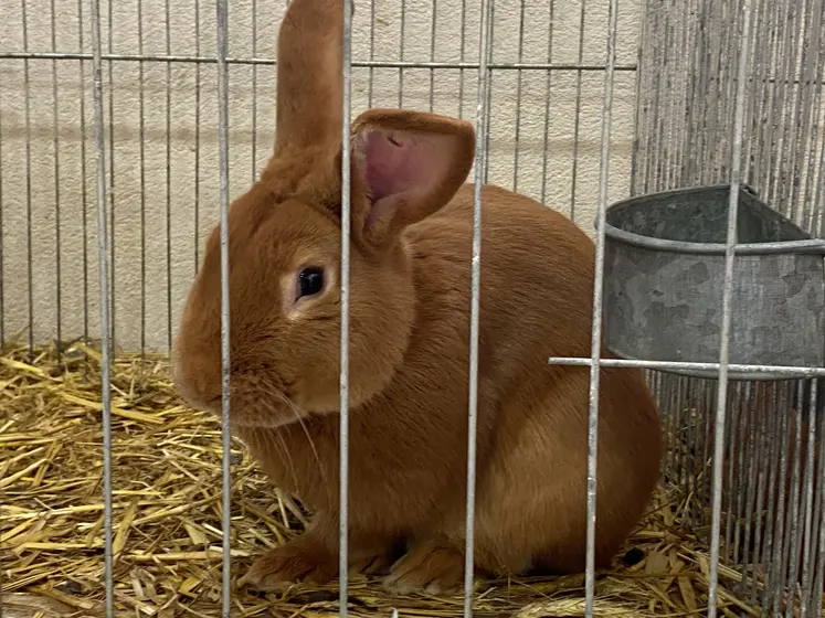 Lapin Fauve de Bourgogne