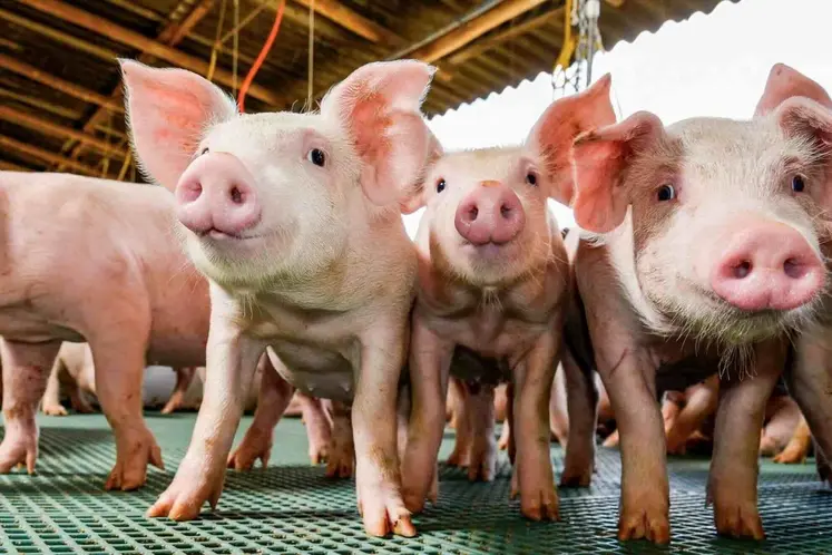 Les membres de la filière sont appelés à se réunir le 21 janvier pour parler de l'avenir du porc en Haute-loire.
