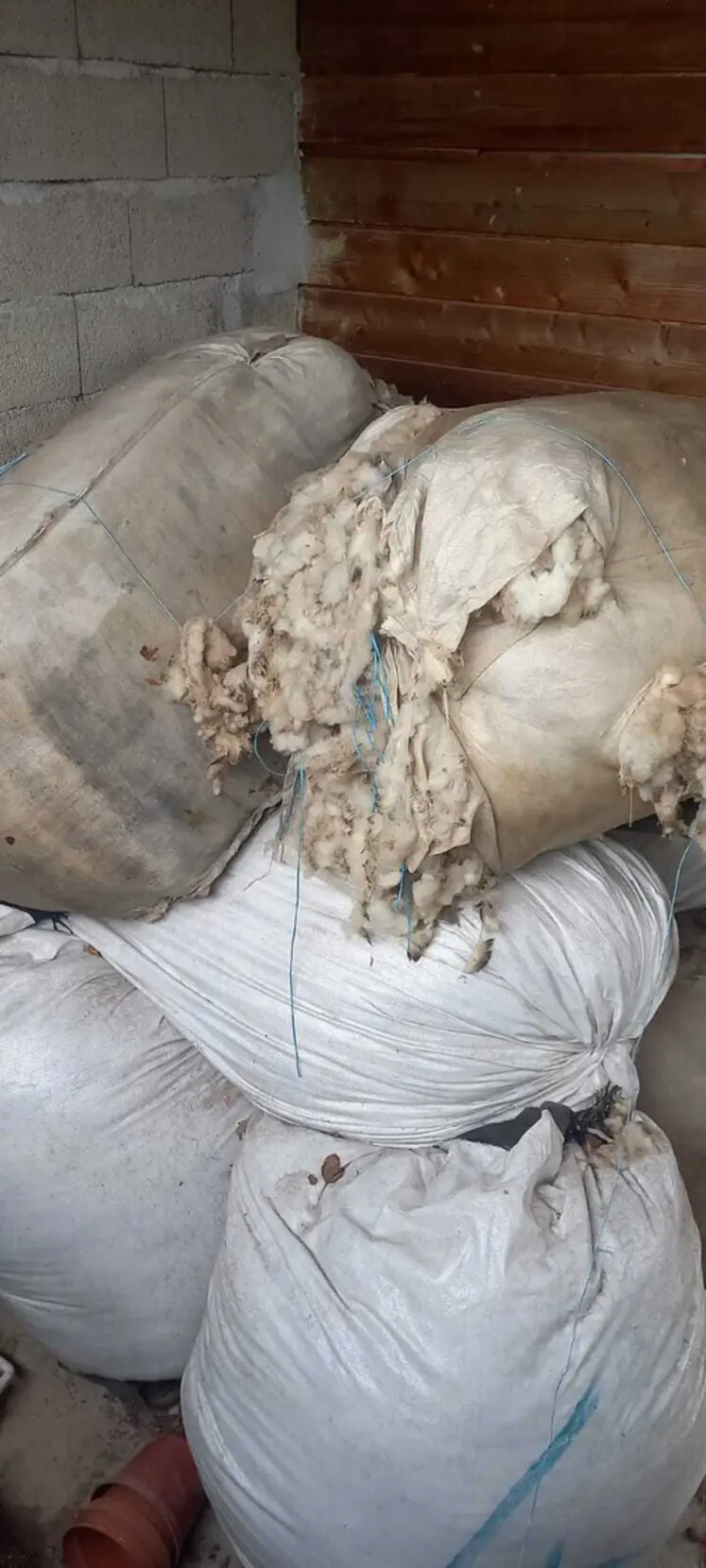 Dans les fermes, la laine s'accumule à défaut de débouchés. 