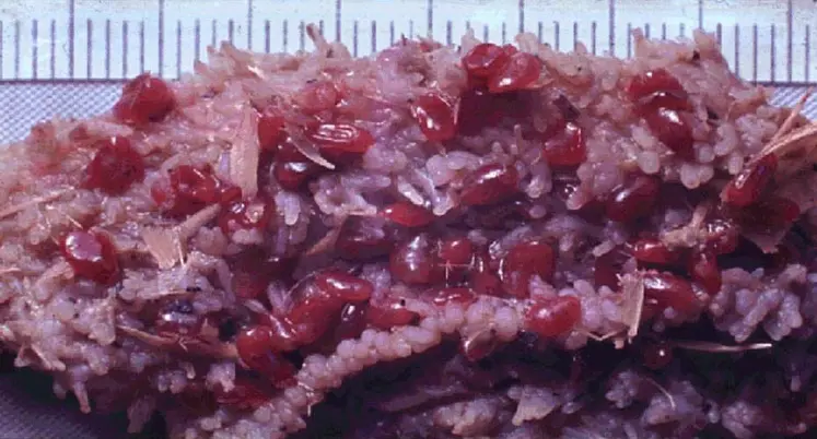 Le cycle de ces parasites est comparable mais ils sont pourtant très différents. La grande douve est plate, en forme de lance et vit dans le foie, où elle provoque un épaississement des canaux biliaires. Le paramphistome est ovoïde et vit dans le rumen.