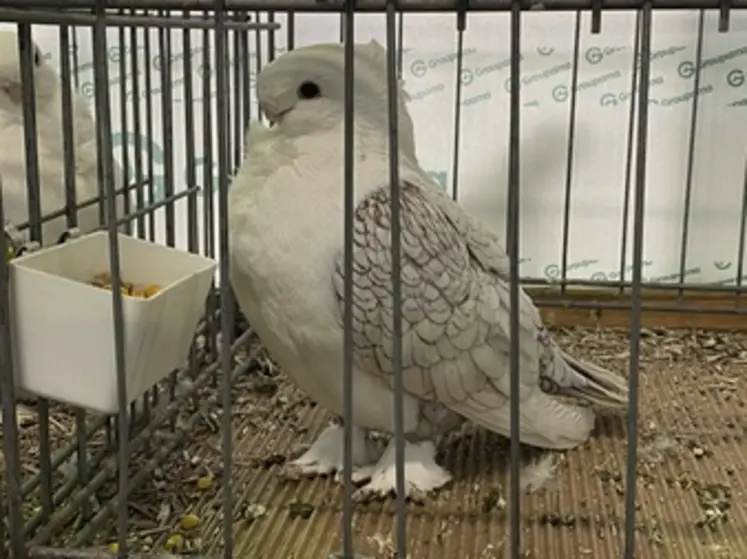 Magnifique pigeon cravaté oriental liseré brun. 