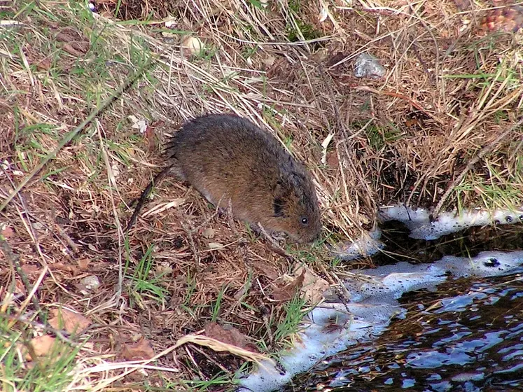 un rat taupier, appelé campagnol, sur les bords d'un cours d'eau