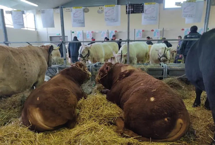 bovins à la foire concours de saint-pourçain-sur-sioule