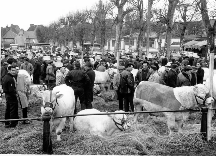 1ère édition de la foire concours bovins de Saint-Pourçain-sur-Sioule en 1966
