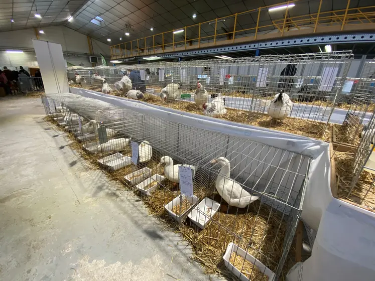 30e édition de la foire avicole internationale