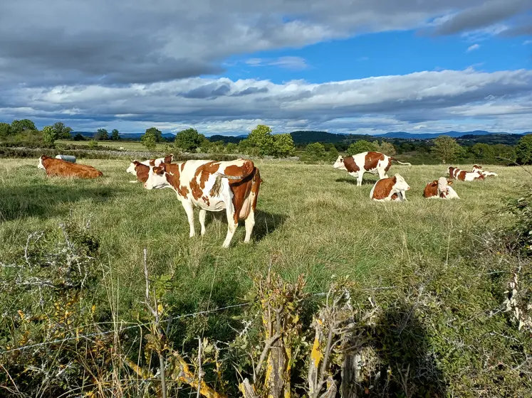 Vaches laitières montbéliardes