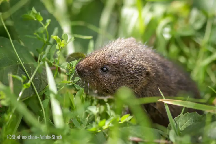 rat taupier, campagnol terrestre