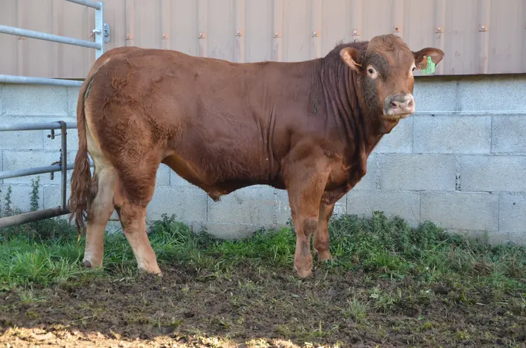 un taureau de race limousine