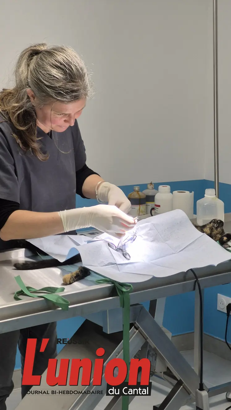 Une femme opère un chat 