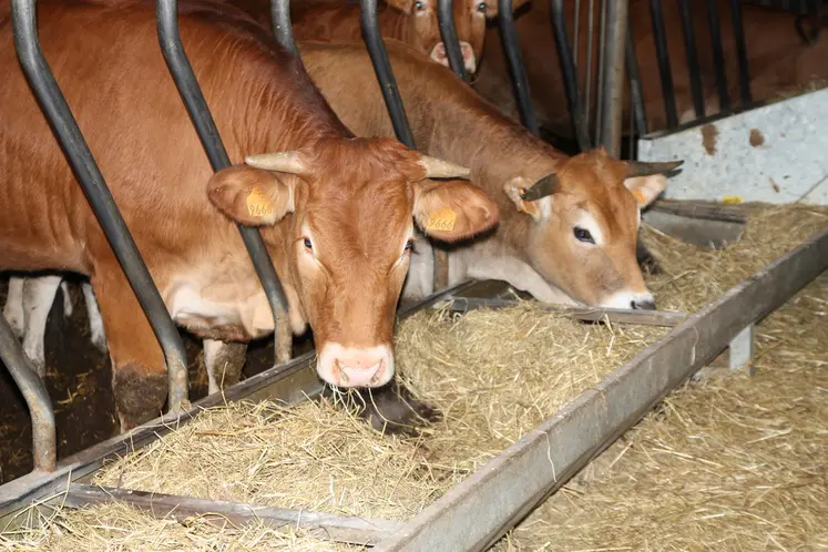 La voie principale de contamination est par inhalation. Les tiques peuvent également être vecteur.
