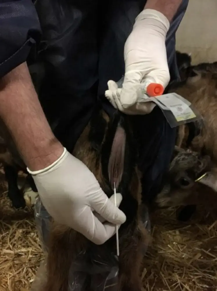 ABSCOPE est un programme d’étude sur l’antibiorésistance en élevage, cofinancé par le Conseil régional de Nouvelle-Aquitaine. 6 cabinets vétérinaires creusois vont intervenir dans 50 élevages pour prélever des écouvillons rectaux sur 10 veaux, agneaux ou chevreaux. L’objectif est d’identifier la présence d’E. Coli producteurs de BLSE (Béta-Lactamases à Spectre Élargi), facteur de résistance avec un impact sanitaire important en élevage. Cet indicateur permettra de faire un éta...