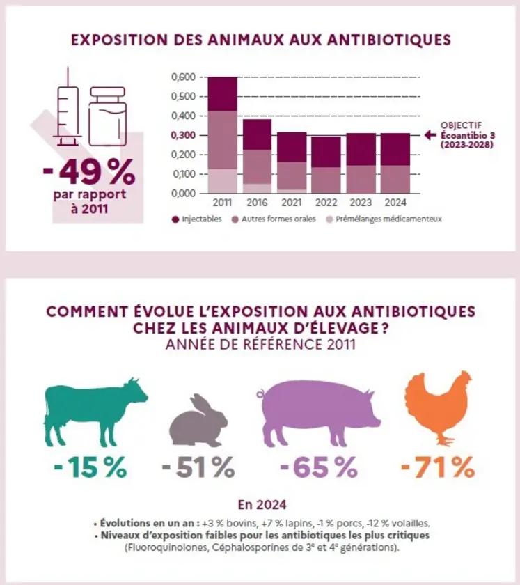 Entre 2011 et 2024, la baisse de la consommation d’antibiotiques en élevage est spectaculaire. Elle reste variable suivant les filières mais toutes n’avaient pas le même niveau d’exposition au départ.