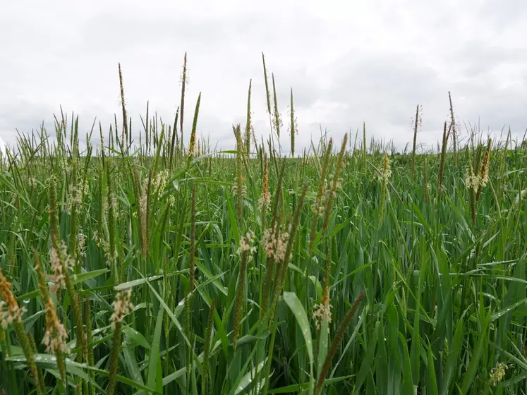 Infestation de vulpins en floraison au-dessus d'une parcelle de céréale (blé). Le vulpin prolonge désormais sa pousse jusqu'au printemps. 
