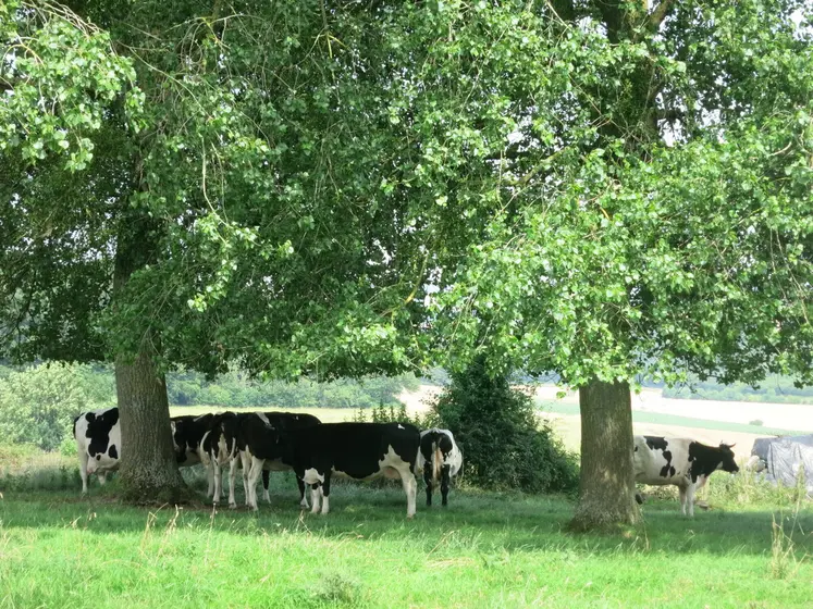  Les épisodes de fortes chaleurs sont délétères pour les animaux.