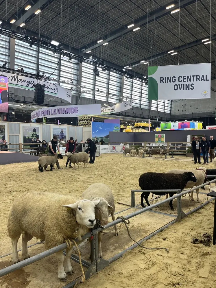 En l’absence des bovins, les ovins assurent le spectacle !