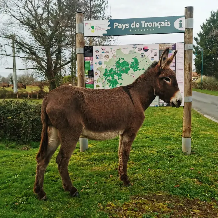 L'ânesse Loma du Tremble, de l'asinerie du Tremble.