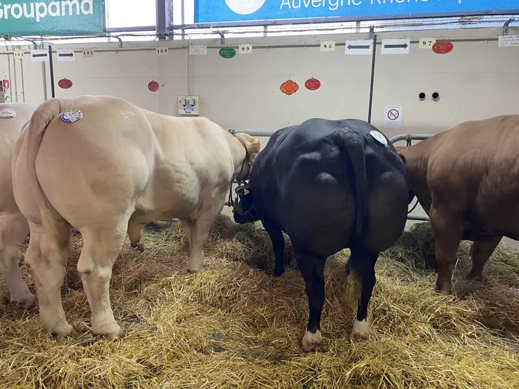 Prix d'honneur couleur pour cette bête croisée (GAEC de la Cafratte) de mère limousine et de père blanc-bleu-belge.