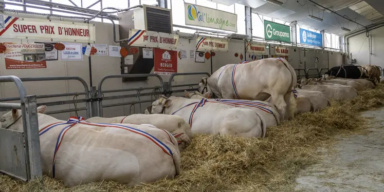 61e foire concours bovins de Saint-Pourçain-sur-Sioule
