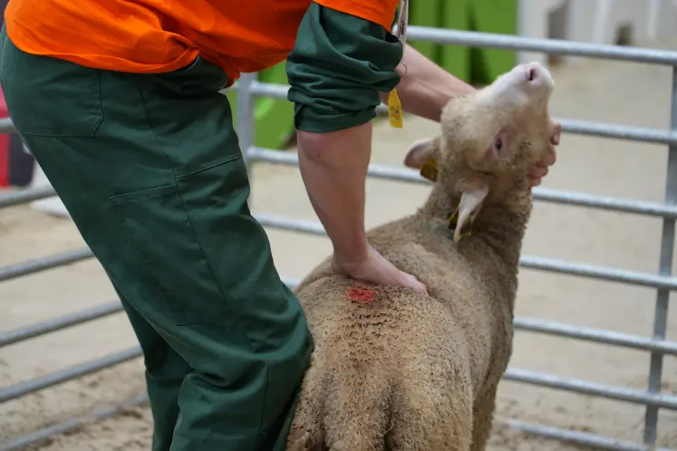 Jeune berger en train de manipuler un agneau pour l'épreuve d'évaluation de l'état d'engraissement.