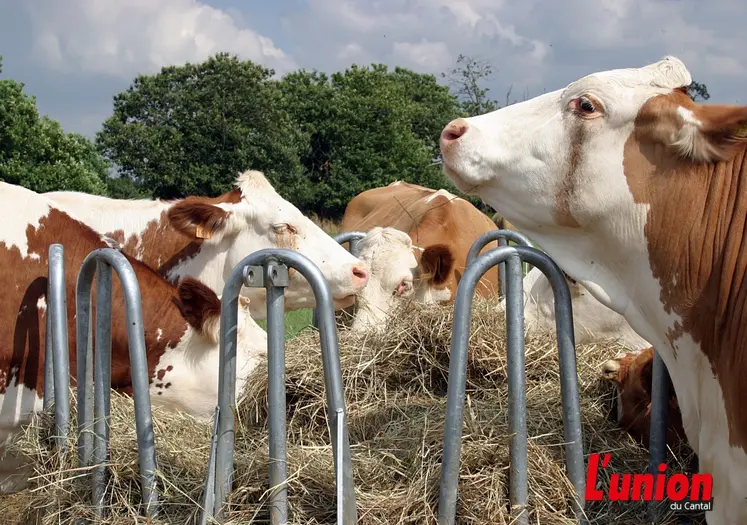 vaches de race simmental à l'auge. 