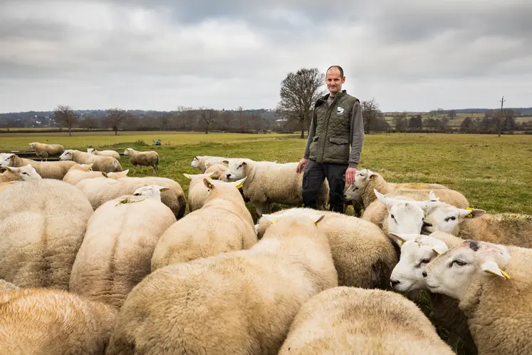 Matthieu Labergerie et son troupeau de brebis de race Texel