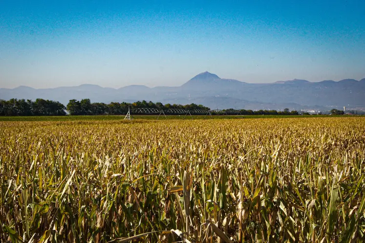 champs de maïs semence avec les volcans d'Auvergne en fond
