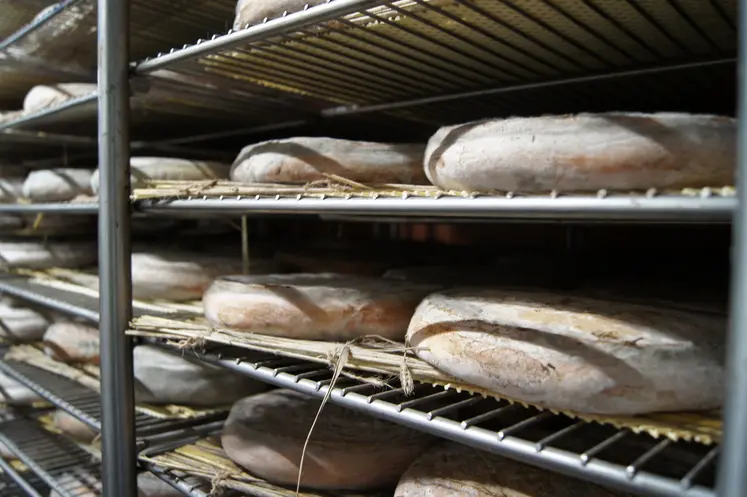 rayonnage de saint nectaire en cours d'affinage