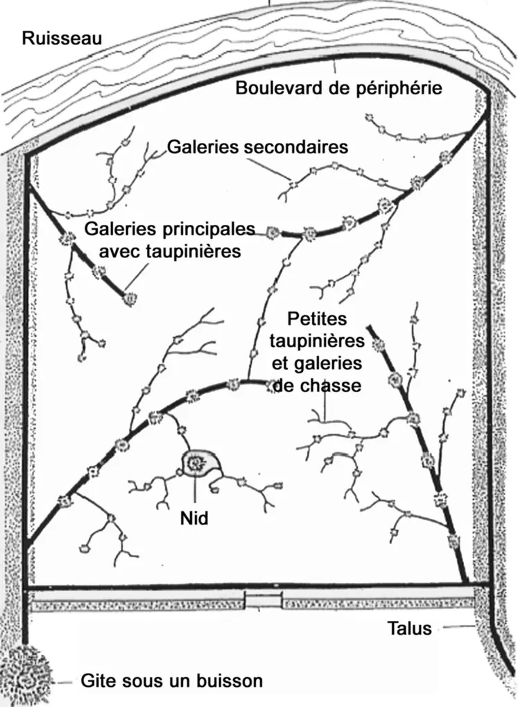 La principale difficulté du piégeage est de choisir le bon emplacement. Pour être efficace, il faut les installer sur les galeries principales, que les taupes utilisent plusieurs fois par jour.