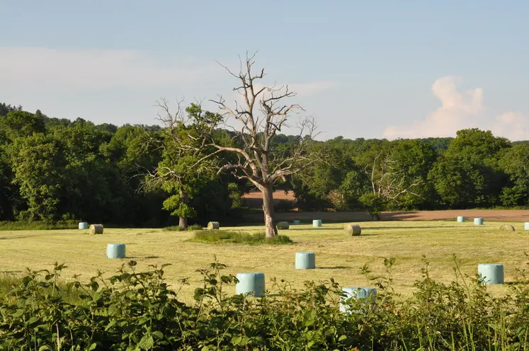 La présence de taupinières conduit à une baisse de la récolte de fourrages, une usure prématurée du matériel et une contamination par de la terre avec développement de bactéries butyriques.