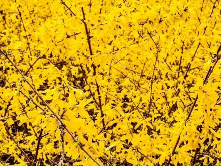 Forsythias.