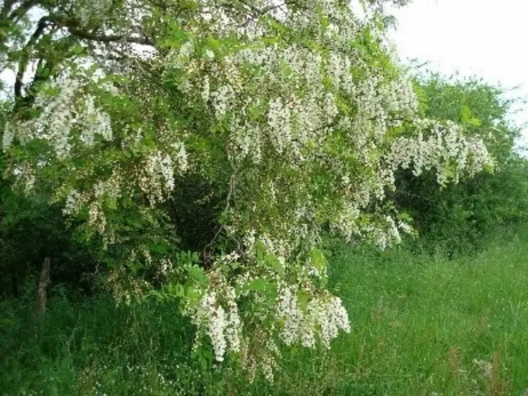 Robinier faux acacia.