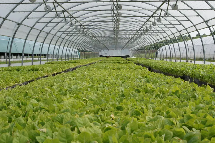 les plants de tabac se développent sous serre en hydroponie