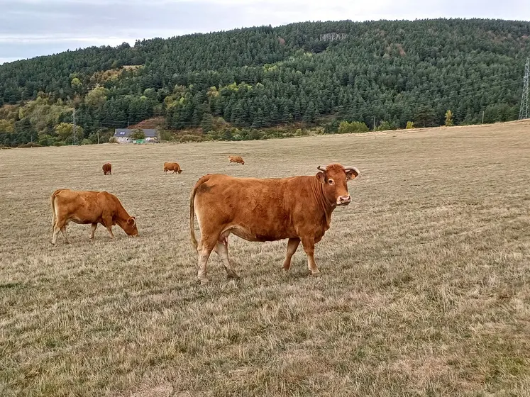 Un nouveau kit d’introduction dérogatoire a été mis en place par le GDS. Il concerne les lots d’au moins 10 bovins âgés de moins de 24 mois, destinés uniquement à la boucherie ou à l’export. 