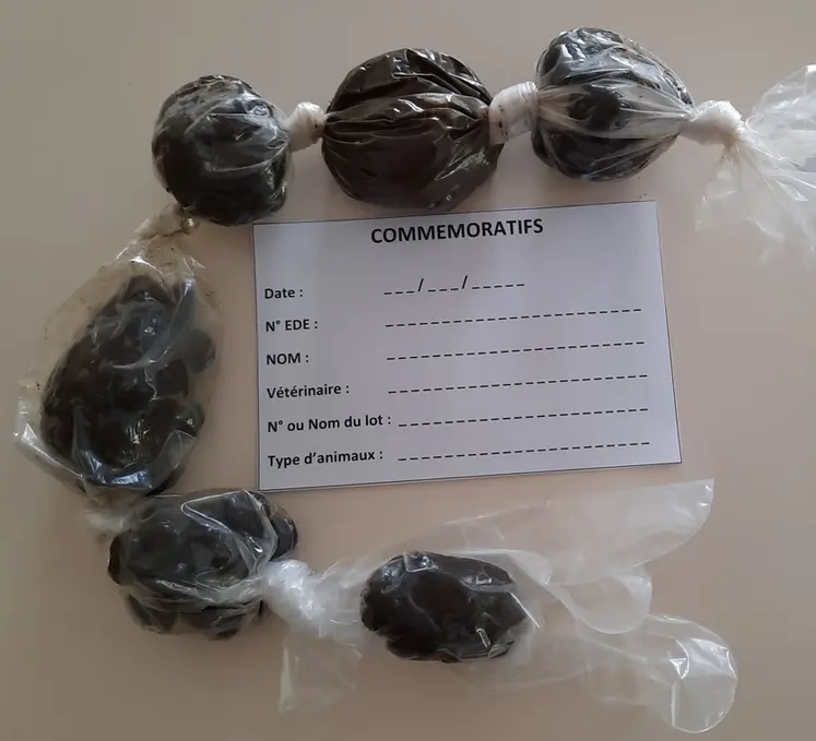 Avant tout traitement, un diagnostic par analyse coproscopique doit être réalisé. La collecte de fèces se fait idéalement sur 10 individus d’un lot homogène (agnelles d’une part, brebis d’autre part) avec des prélèvements individuels (15-20 grammes suffisent) fournis au laboratoire qui réalise le mélange pour une coproscopie de mélange. Vous pouvez utiliser un gant de fouille et faire un nSud entre chaque prélèvement. Pensez à joindre et agrafer vos commémoratifs, ils doivent comport...