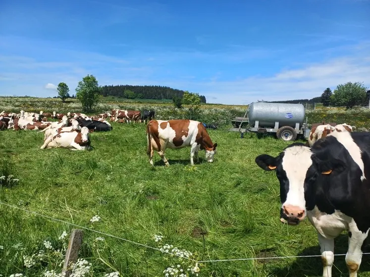 Attention à la tétanie d’herbage : elle reste l’un des accidents métaboliques les plus redoutés au moment de la mise à l’herbe.