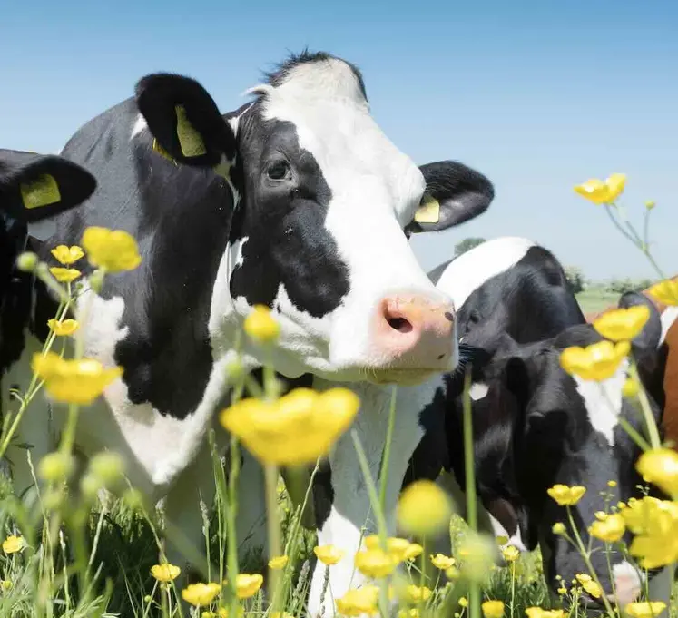 Le Cantal est le département de la région où la collecte laitière a le plus progressé fin 2025.