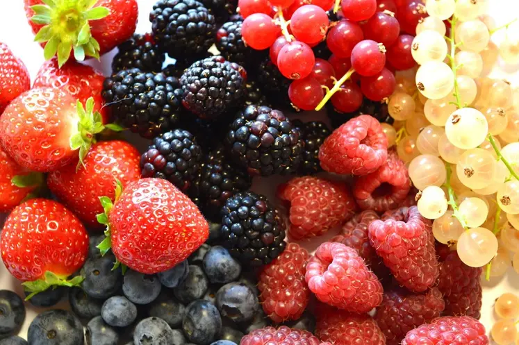 En 2025, la production du GIE s'établit à 706 tonnes de fraises, 196 tonnes de framboises, 150 tonnes de groseilles, 80 tonnes de mûres, 35 tonnes de myrtilles et 7 tonnes de cassis. Une bonne année !