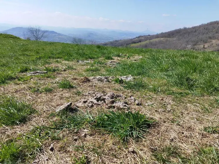 Le bale grazing est un pâturage hivernal dont les résidus de foin vont servir à réensemencer la prairie et les bouses la fertiliser. 