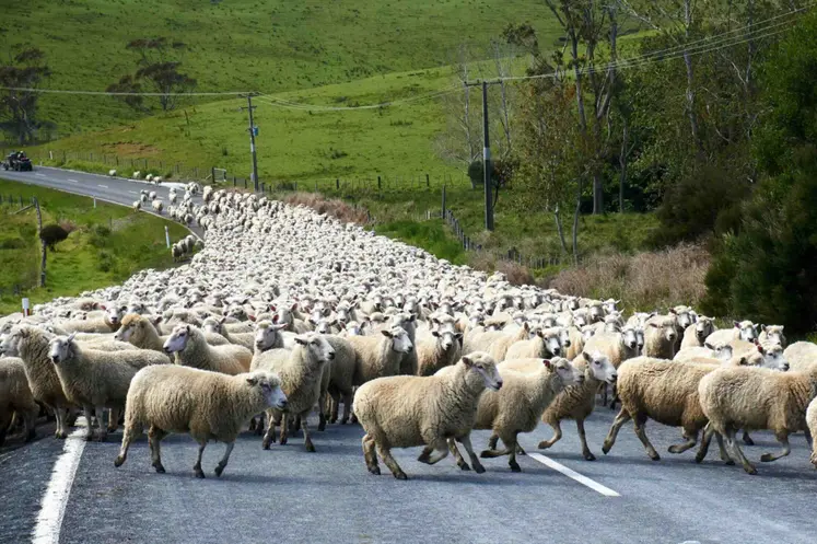 L’accord entre l'Europe et l'Australie prévoit l’ouverture d’un contingent de 25 000 tonnes de viande ovine australienne.