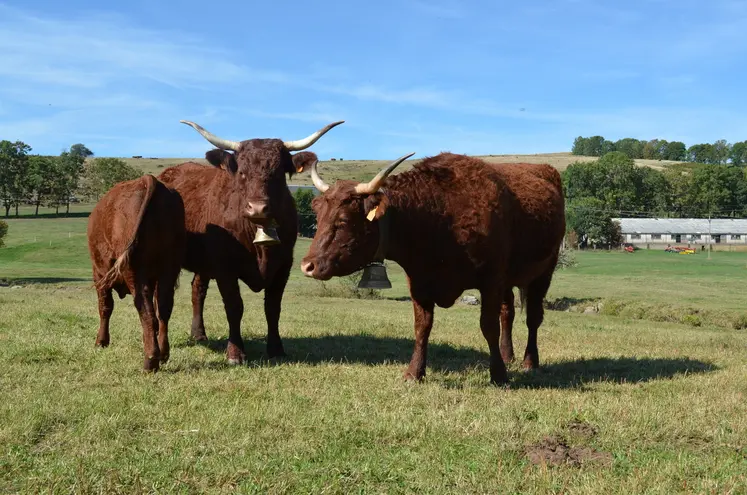 vaches salers dans un près