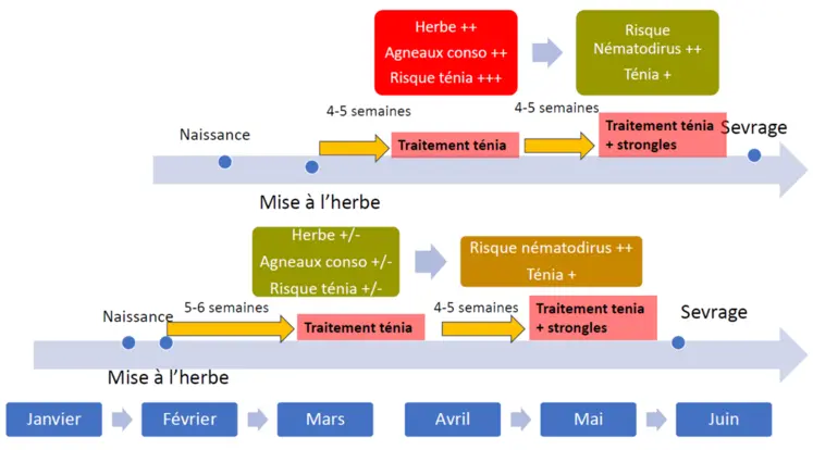 Le protocole de traitement devra prendre en compte la date de naissance des agneaux et la date de mise à l’herbe. Le premier traitement se fera avec un ténicide seul (praziquantel) et le deuxième traitement avec un ténicide mixte pour gérer l’infestation par Nematodirus.