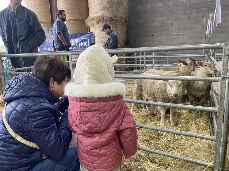 un enfant et sa mère observant les ovins