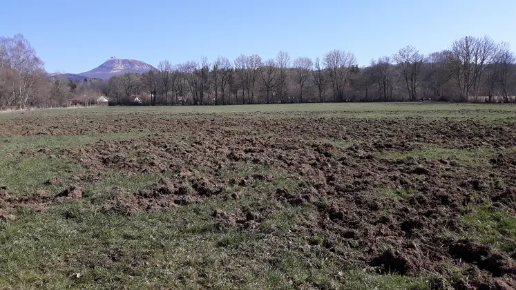 dégâts de sangliers dans une prairie du Puy-de-Dôme