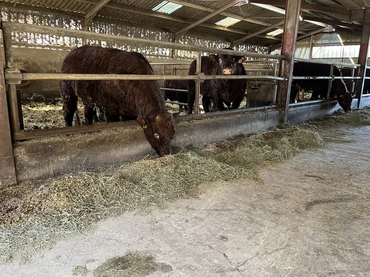 Jeunes bovins salers en train de manger dans une étable