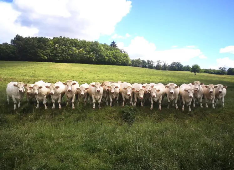 Pâturage tournant à Bressolles