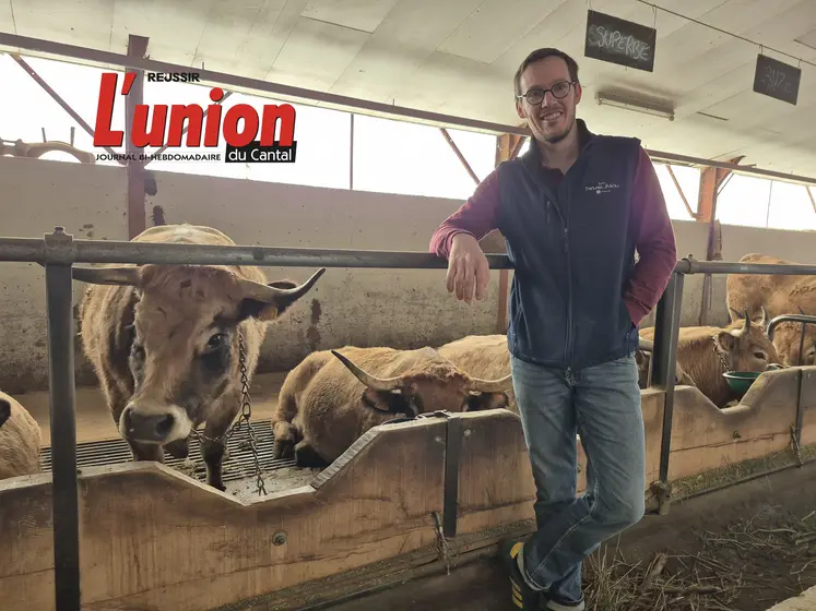 Un homme devant une rangée de vaches aubrac.