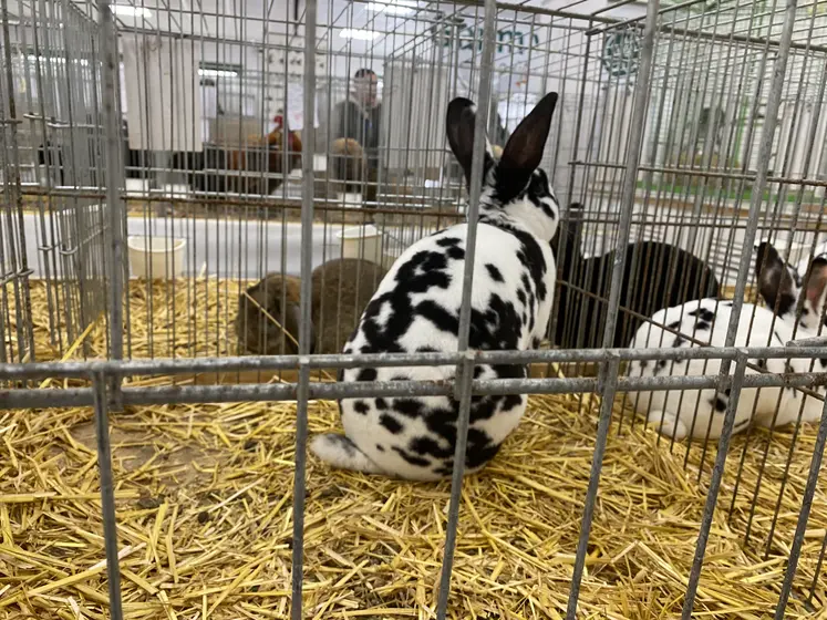 lapin Rex dalmatien noir.