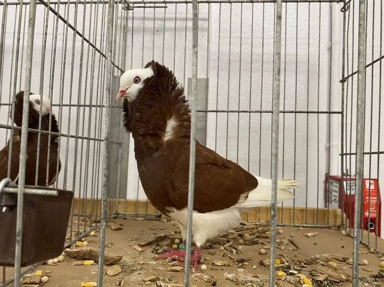 capucin hollandais ancien rouge unicolore