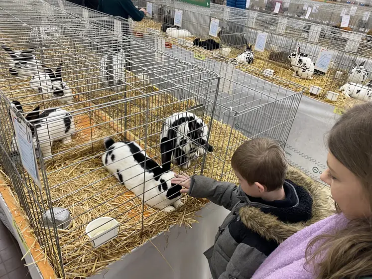 lapin Géant papillon français